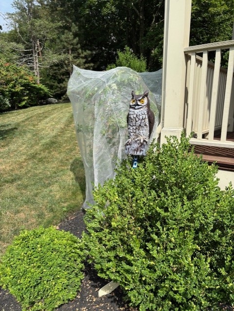 Blueberry 12  owl.jpg